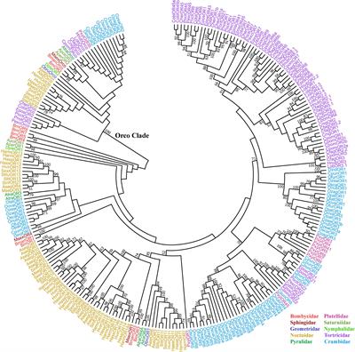 Frontiers Sex Pheromone Receptors Of Lepidopteran Insects